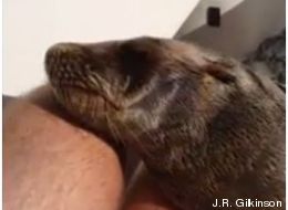 Une otarie en manque d'affection passe une heure sur un bateau (VIDÉO)