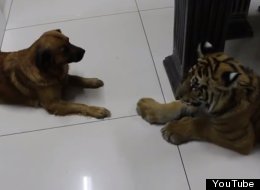 WATCH: Dog Vs Tiger Standoff