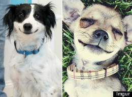 Adorable Smiling Dogs Of Imgur (PICTURES)