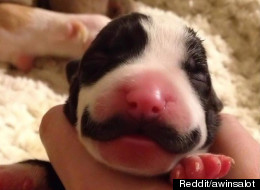 LOOK: Puppy Has Dastardly Moustache