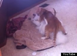 Cat Wrestles Dog. Our Day? Made.