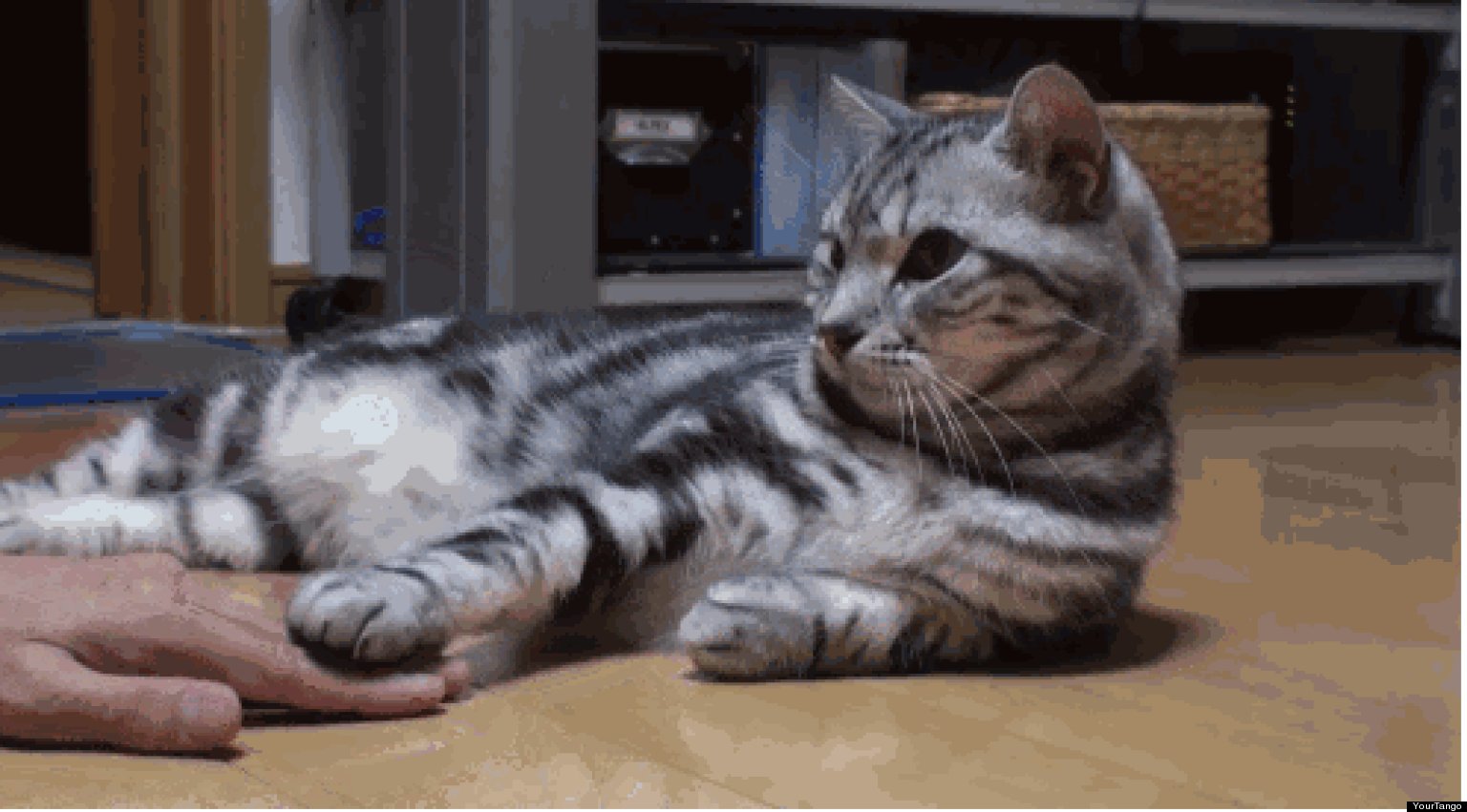 15 Flirty Cats That Are Trying To Pick You Up Right Now HuffPost