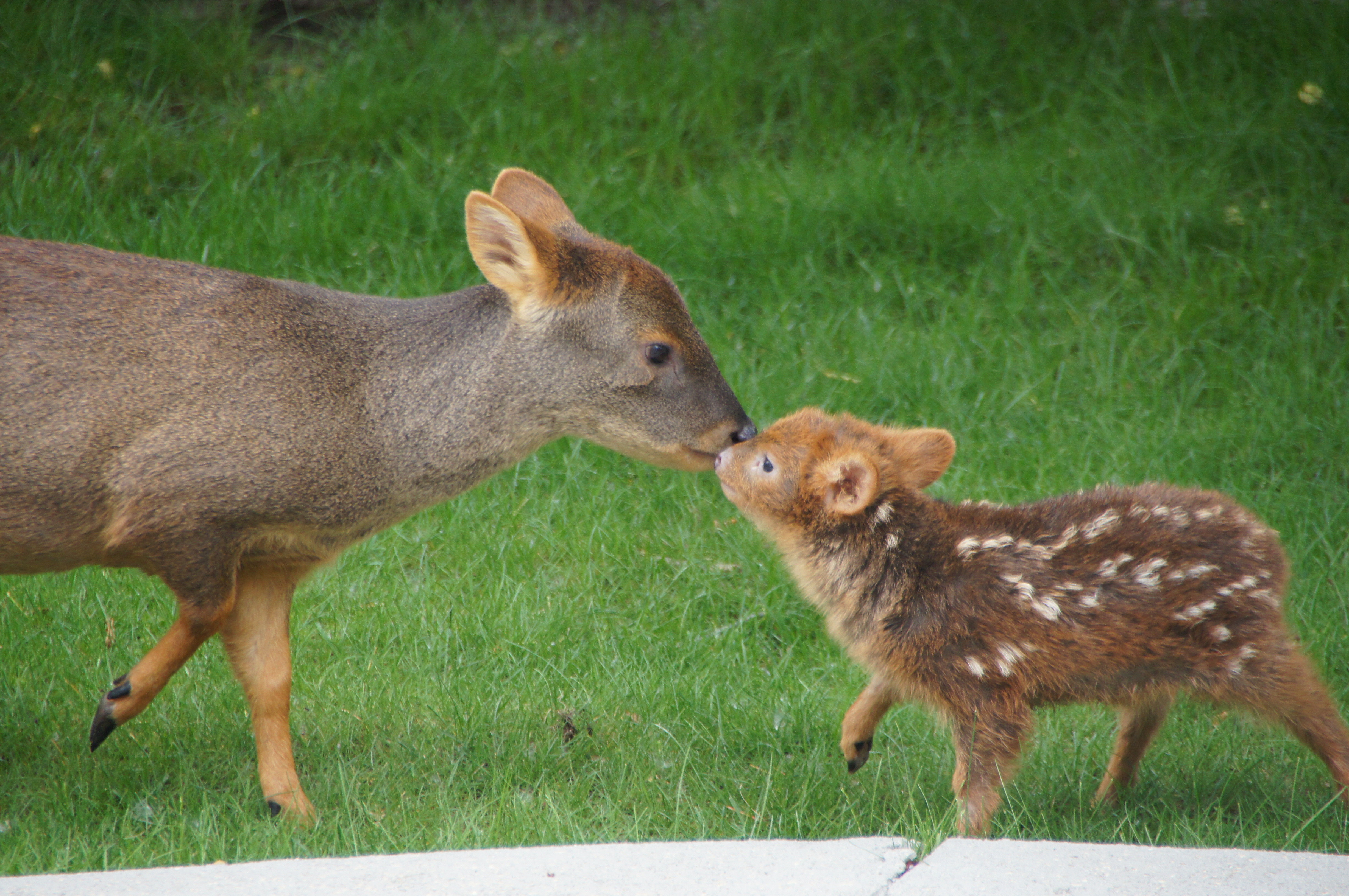 Baby Pudu, A Tiny Deer, Is Ridiculously Adorable, And She Loves Her Mom (PHOTO) | HuffPost