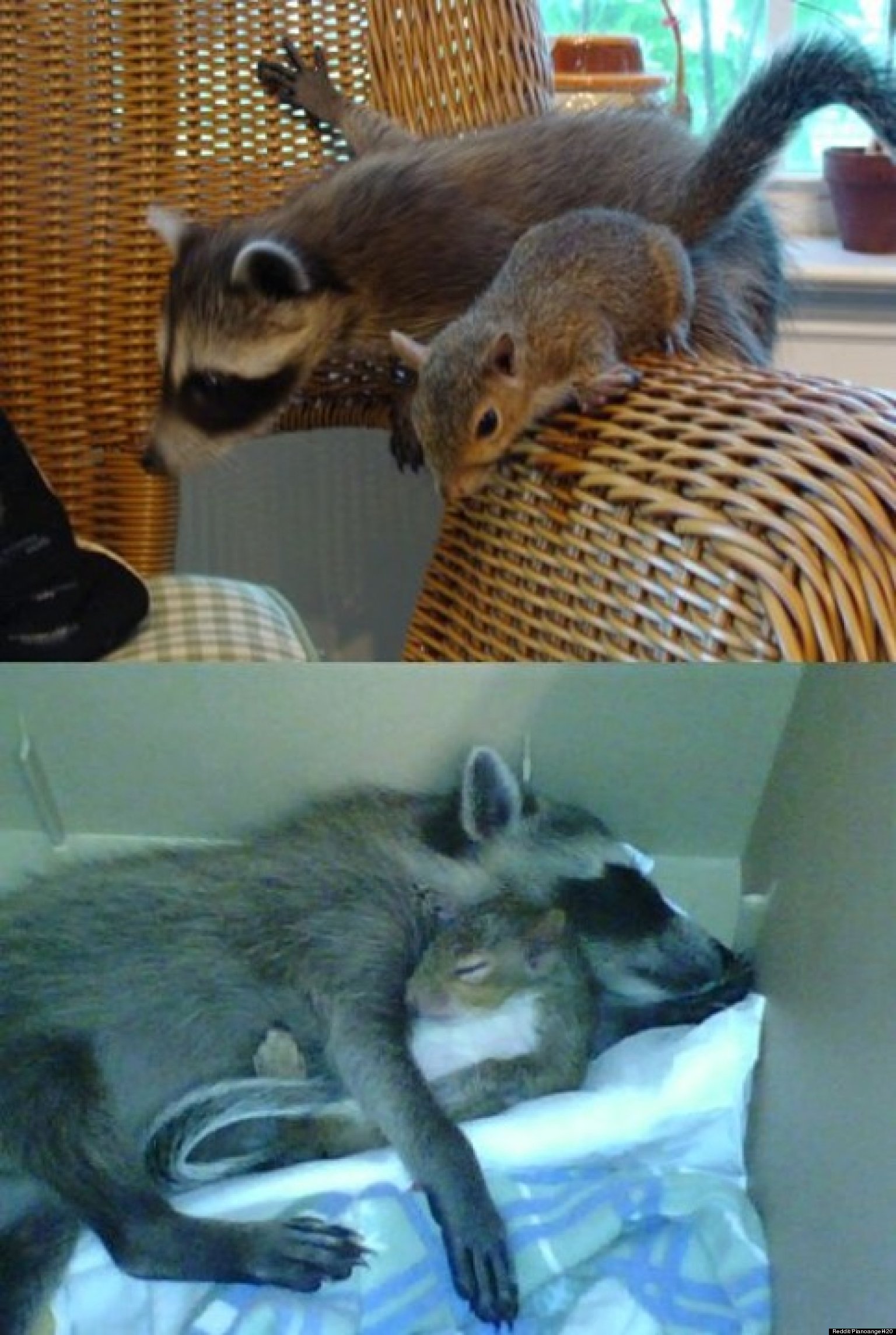 a raccoon and squirrel s friendship inspires redditors a raccoon and squirrel s friendship inspires redditors