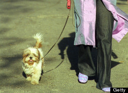 Avoir un chien, la dernière mode clandestine en Iran