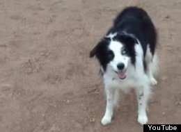 WATCH: This Is One Smart Dog