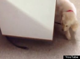 WATCH: Puppy Vs Its Lead