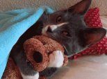 Cute Cat Gifs