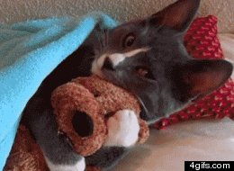 À VOIR - 15 GIFs de chats drôles