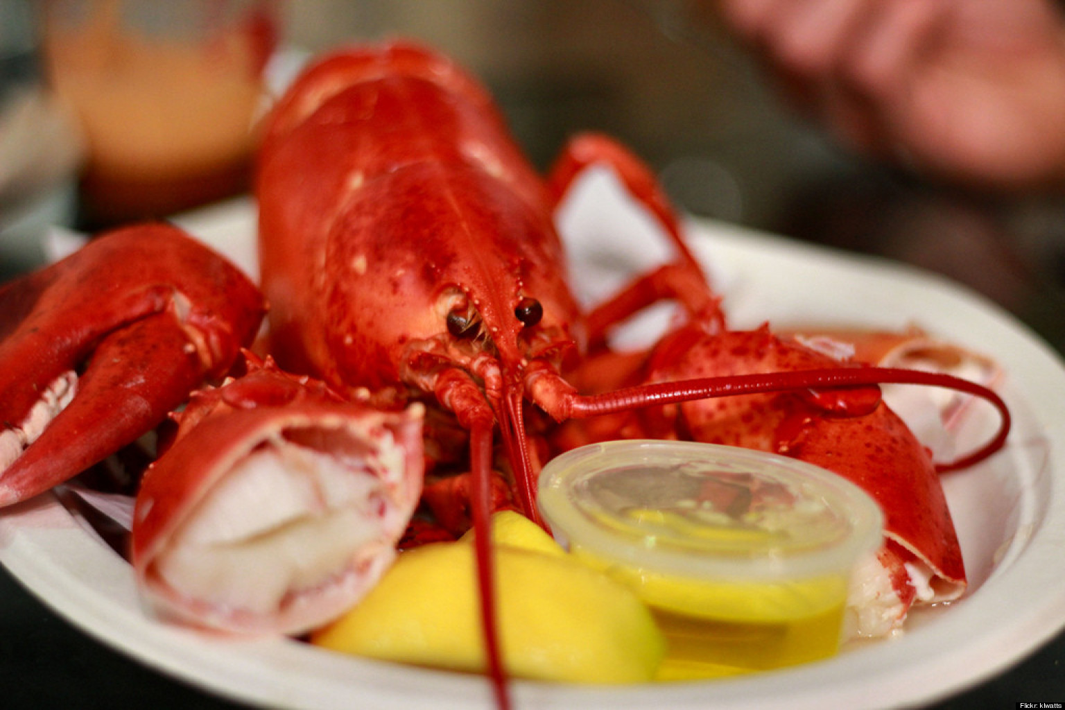 Don't Be Scared, It's Just Lobster | HuffPost