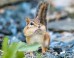 CAPTION THIS: Chipmunk Caught In The Act