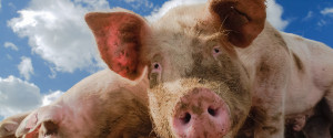 Gmo Feed Hurting Pigs