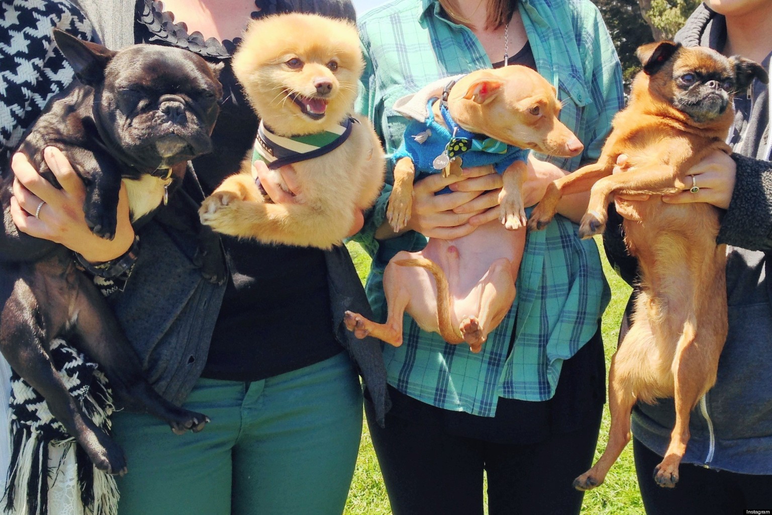 Instagram Celebrity Dogs, Tuna, Biggie, Trotter and Dagger, Instameet