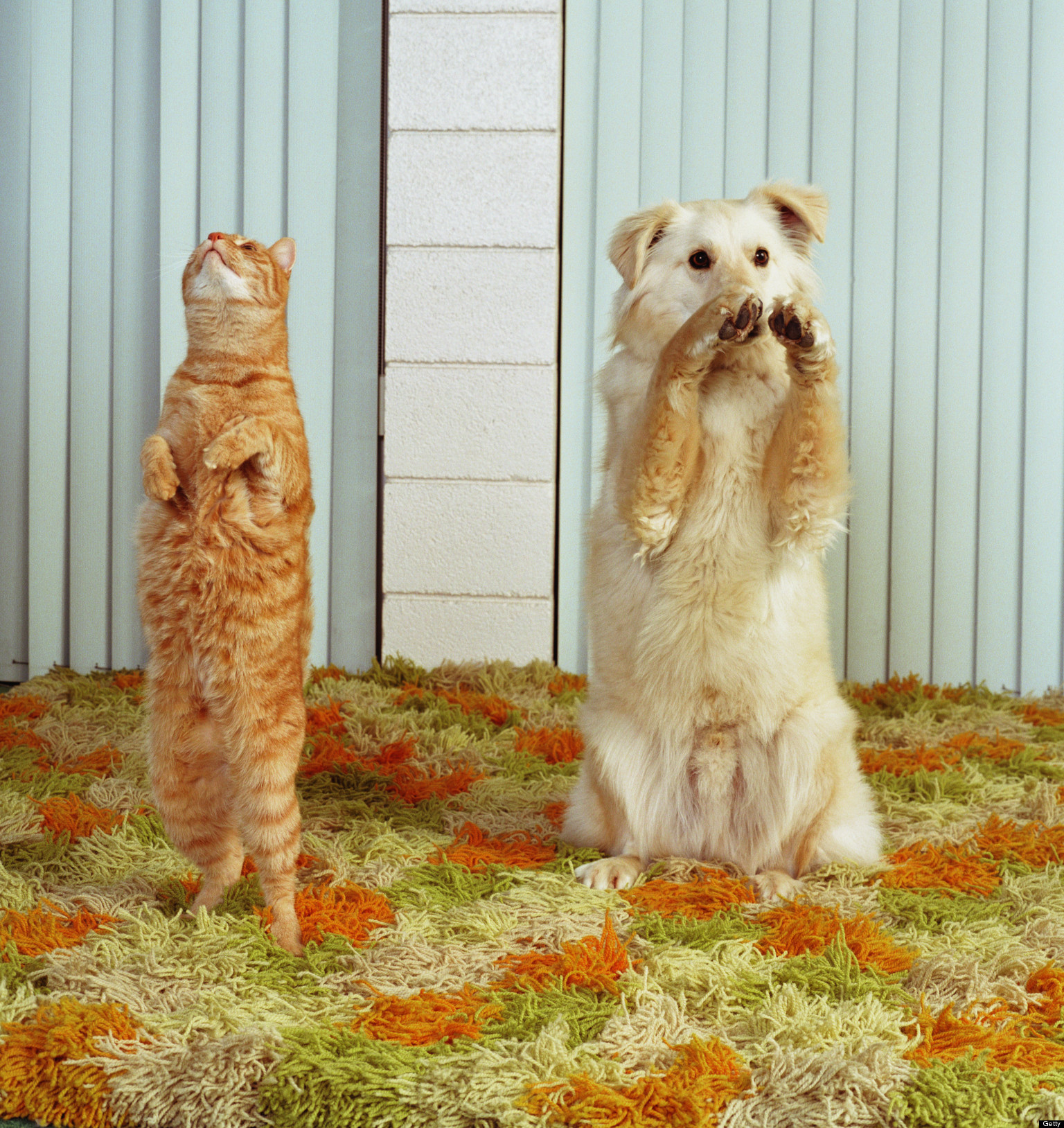 Who's Smarter? Dogs vs Cats (VIDEO) | HuffPost