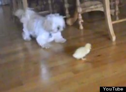 WATCH: Baby Duck Vs Dog