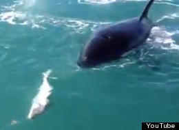 WATCH: Amazing Moment A Killer Whale Steals Fish From Fisherman's Line