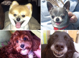 PICTURES: HuffPost Readers Show Off Their Smiling Pooches
