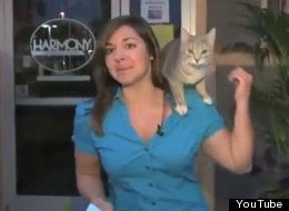 WATCH: Animals Vs News Reporters