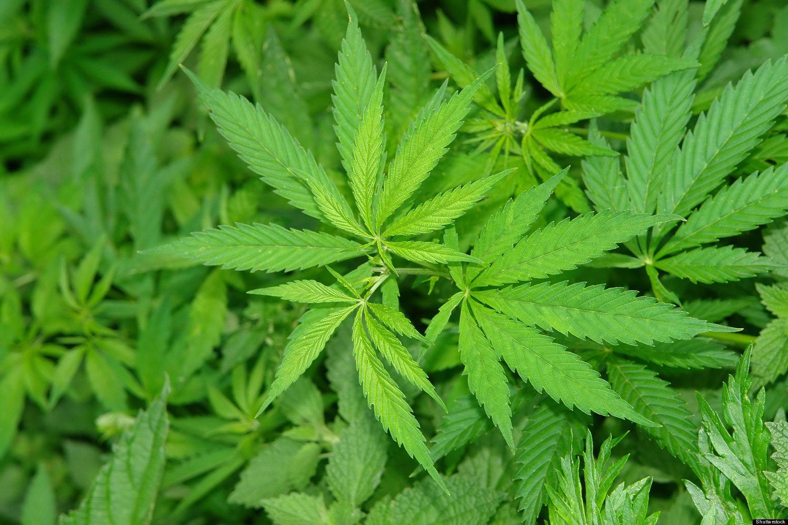 D C Medical Marijuana Applications Released Final Step For Patient 