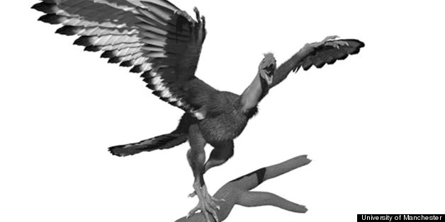 Archaeopteryx Feathers Were Black & White, Study Of ...