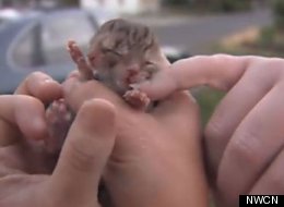Ce chaton possède deux têtes