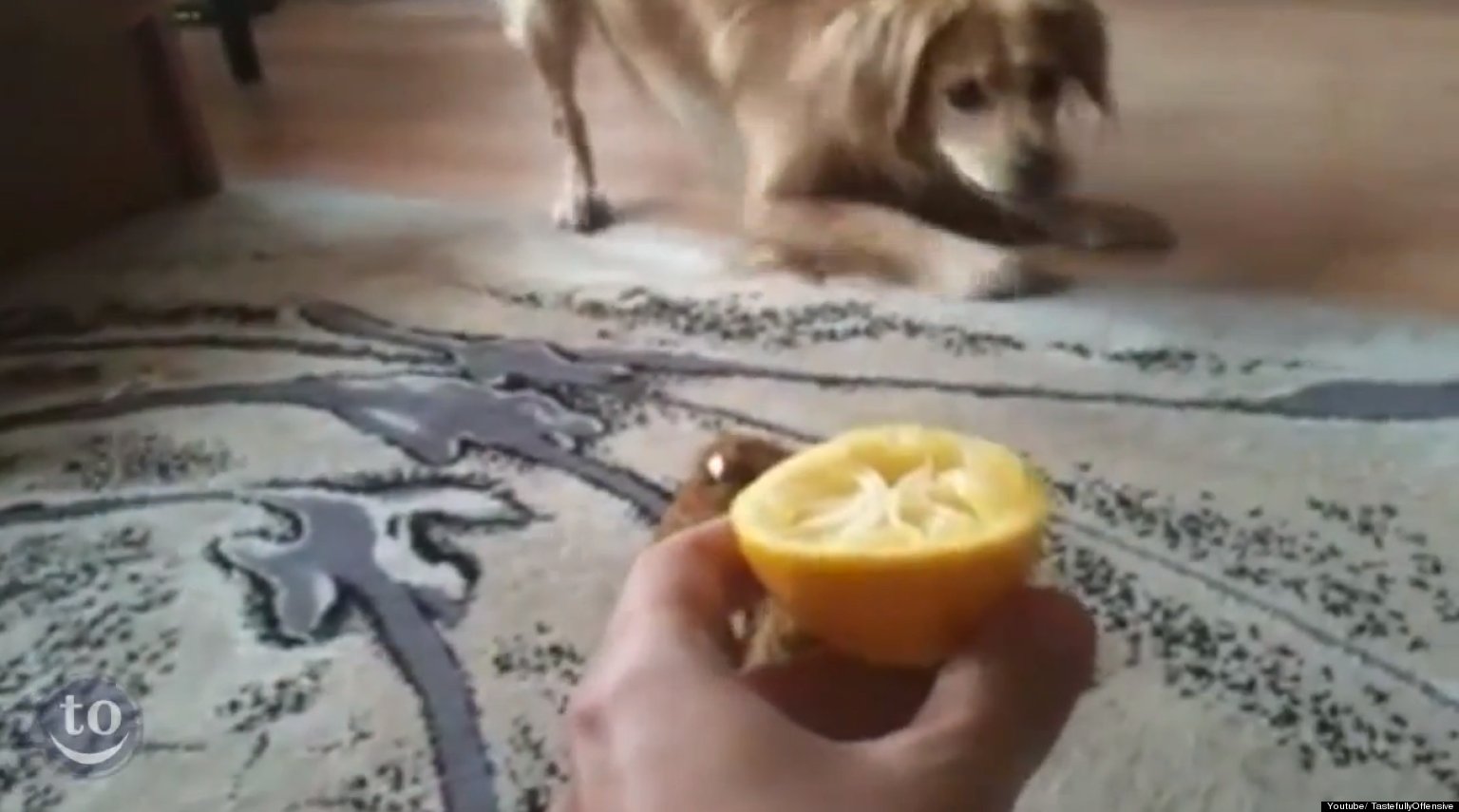 Dogs Eating Lemons Watch These Puppies Pucker Up Over Citrus Fruit (VIDEO)