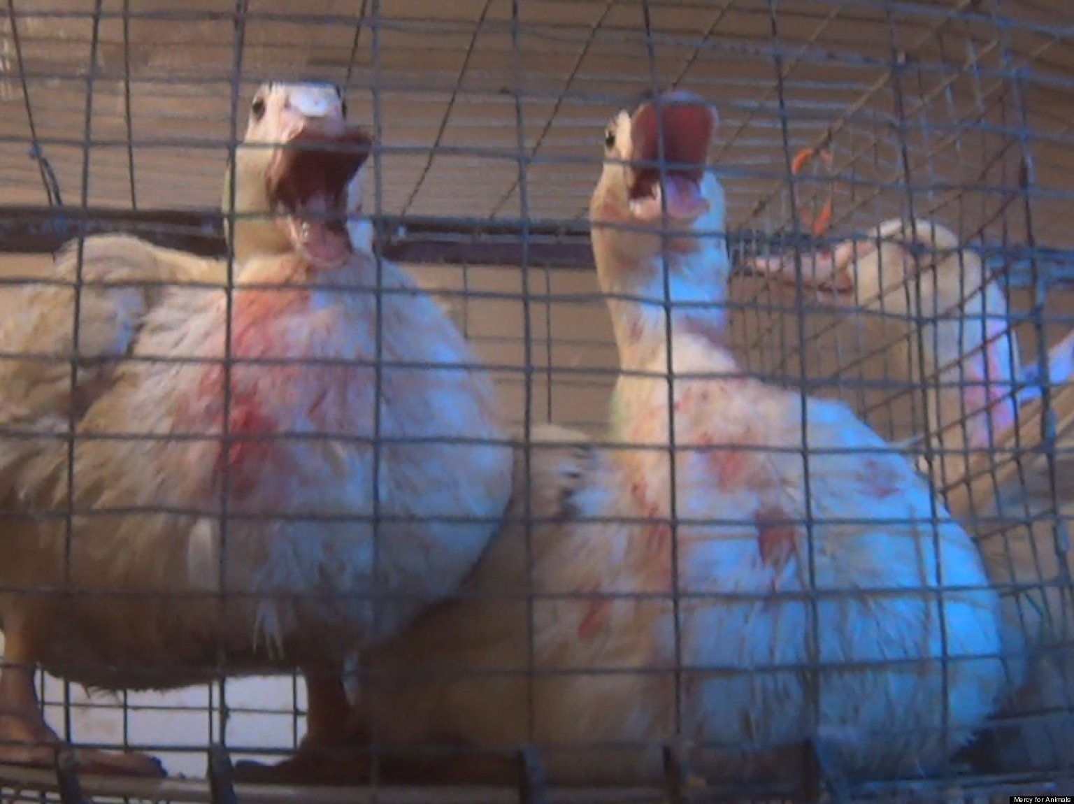 Undercover Foie Gras Footage Shot At Hudson Valley Foie Gras Alleges
