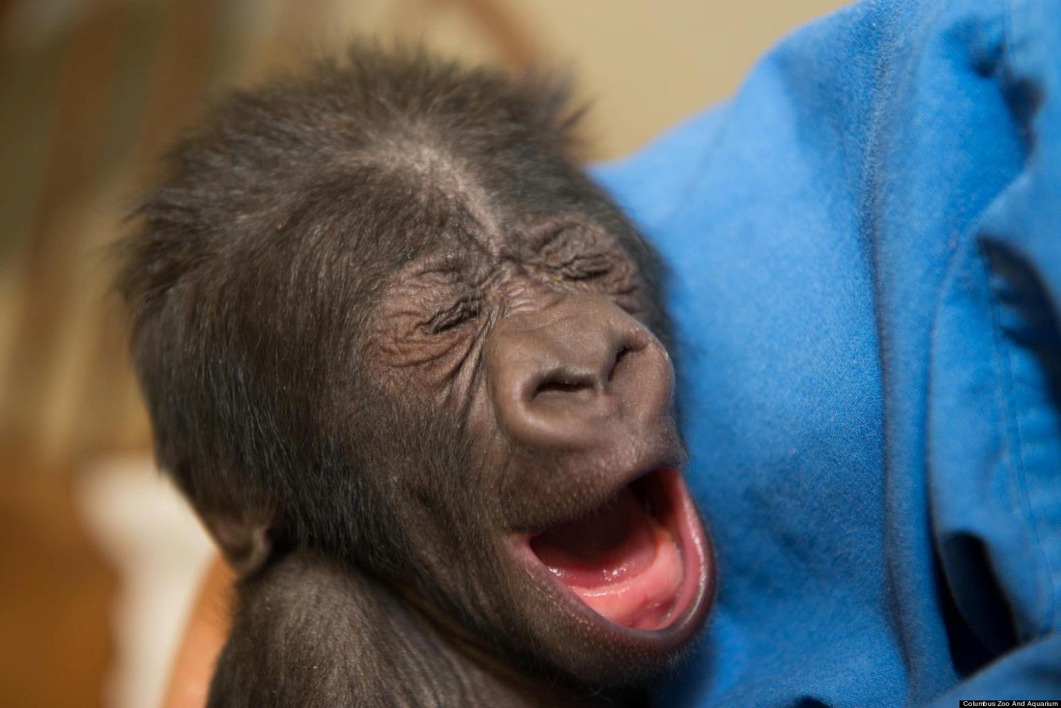 Baby Gorilla Yawns After Charming Caretakers At Columbus Zoo (PHOTOS