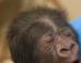 PHOTOS: Yawning Baby Gorilla!