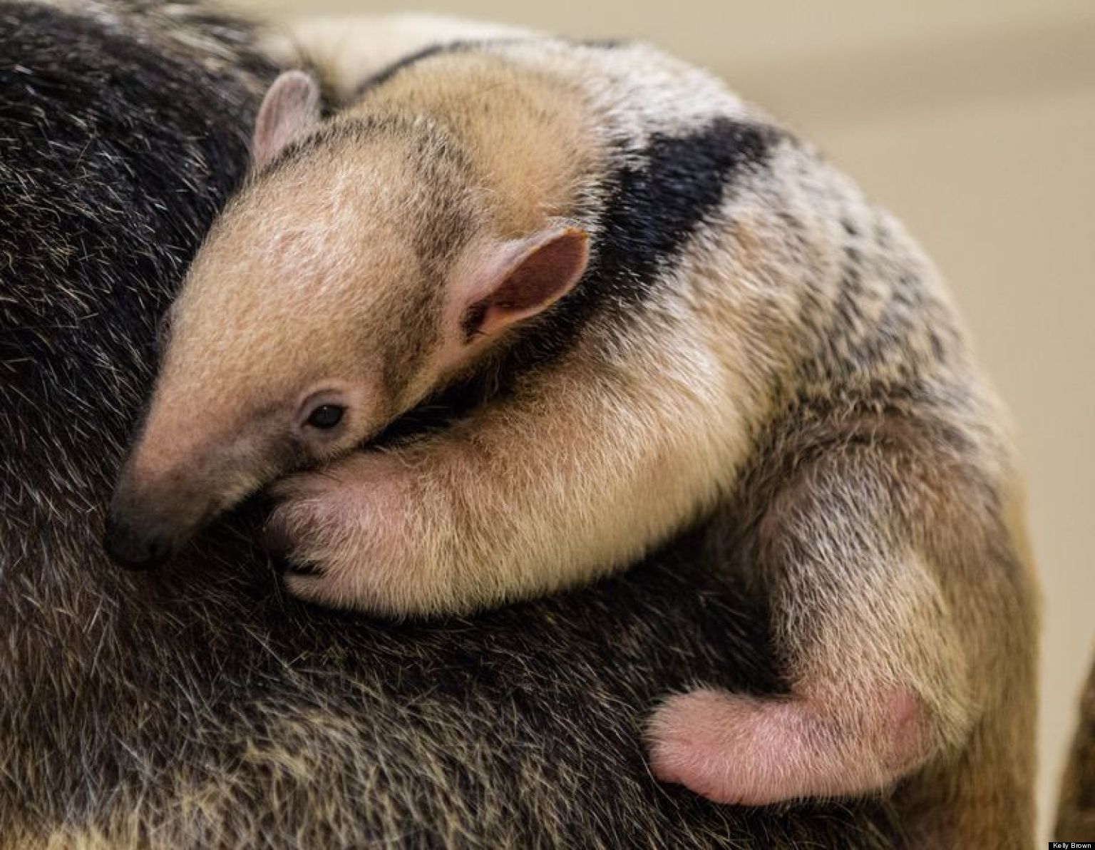 Southern Tamandua Born At Buffalo Zoo (PHOTOS)