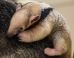 PHOTOS: What Is This Fluffy Animal?