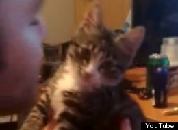 WATCH: Kitten Hates Kisses