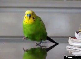 Just Some Budgies Running In Slow Motion