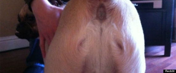 r-DOG-BUTT-JESUS-large570.jpg