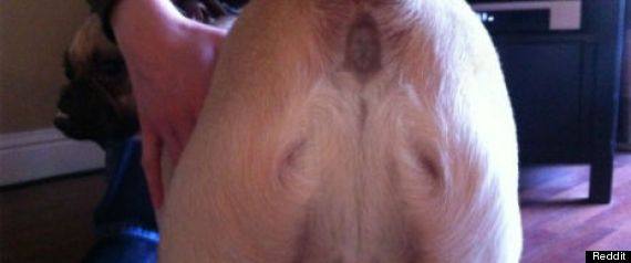Dog Butt Jesus