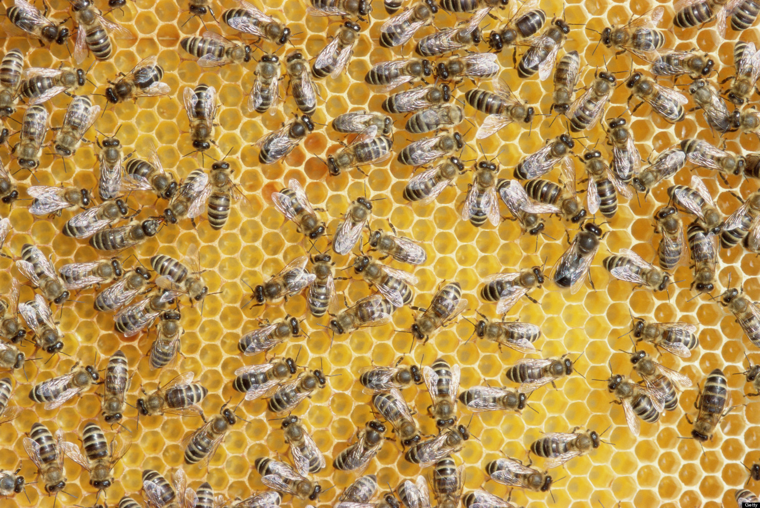 Bee Sperm Bank Could Be Key In Fight Against Colony Collapse