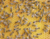 bees