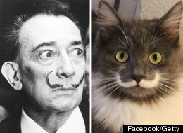 LOOK: Hamilton The Hipster Cat Looks Just Like Salvador Dali