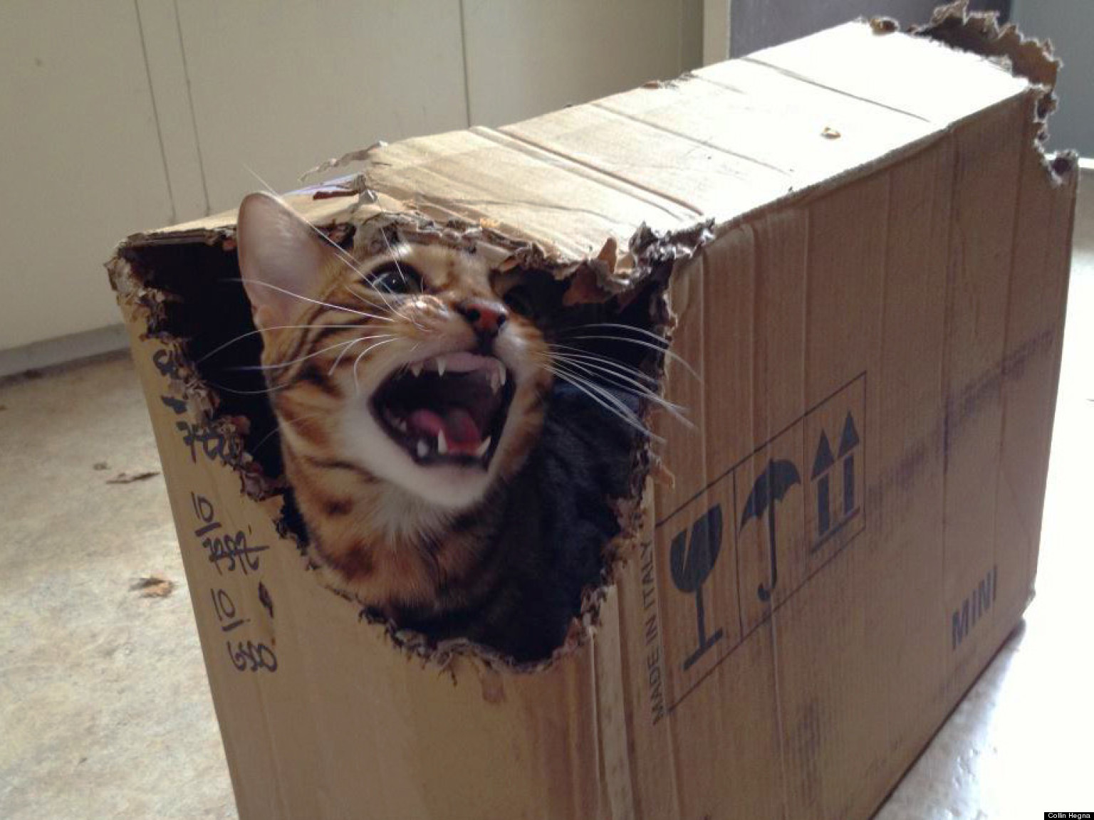 Bagel The Bengal Cat Has A Love/Hate Relationship With Boxes (PHOTOS