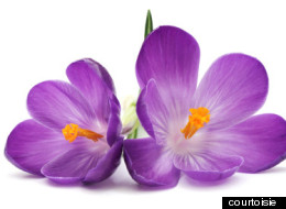 Santé: connaissez-vous les fleurs de Bach?