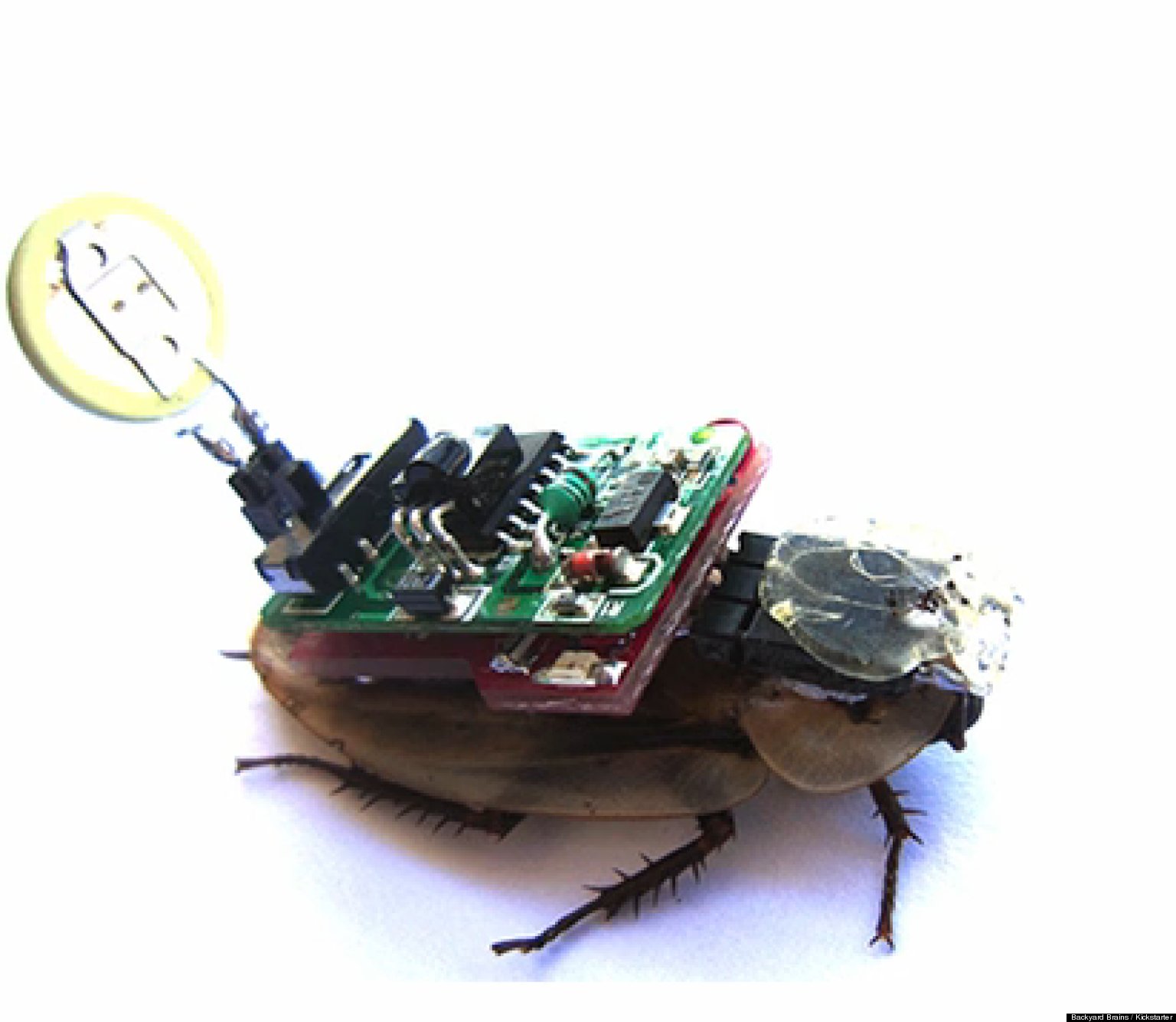 RemoteControlled Roach Project, 'RoboRoach,' Seeks 10,000 On