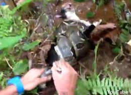 Héroe del día: Rescató a gato atrapado por boa (VIDEO)