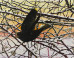 Enrique Martinez Celaya: Enrique Martinez-Celaya on the ImageBlog
