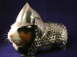 Guinea Pig Armor