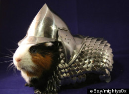 LOOK: This Season's Must-Have For Guinea Pigs? A Suit Of Armour (PICS)
