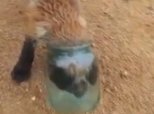 Fox Jar Stuck Head Help