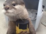 Otter Drink Vending Machine