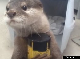 WATCH: This Otter Will Make Your Day