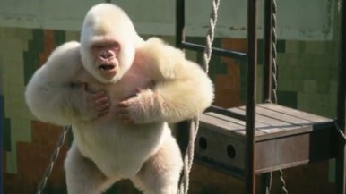 Gorilla