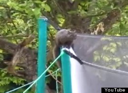 WATCH: Squirrel Assault Course
